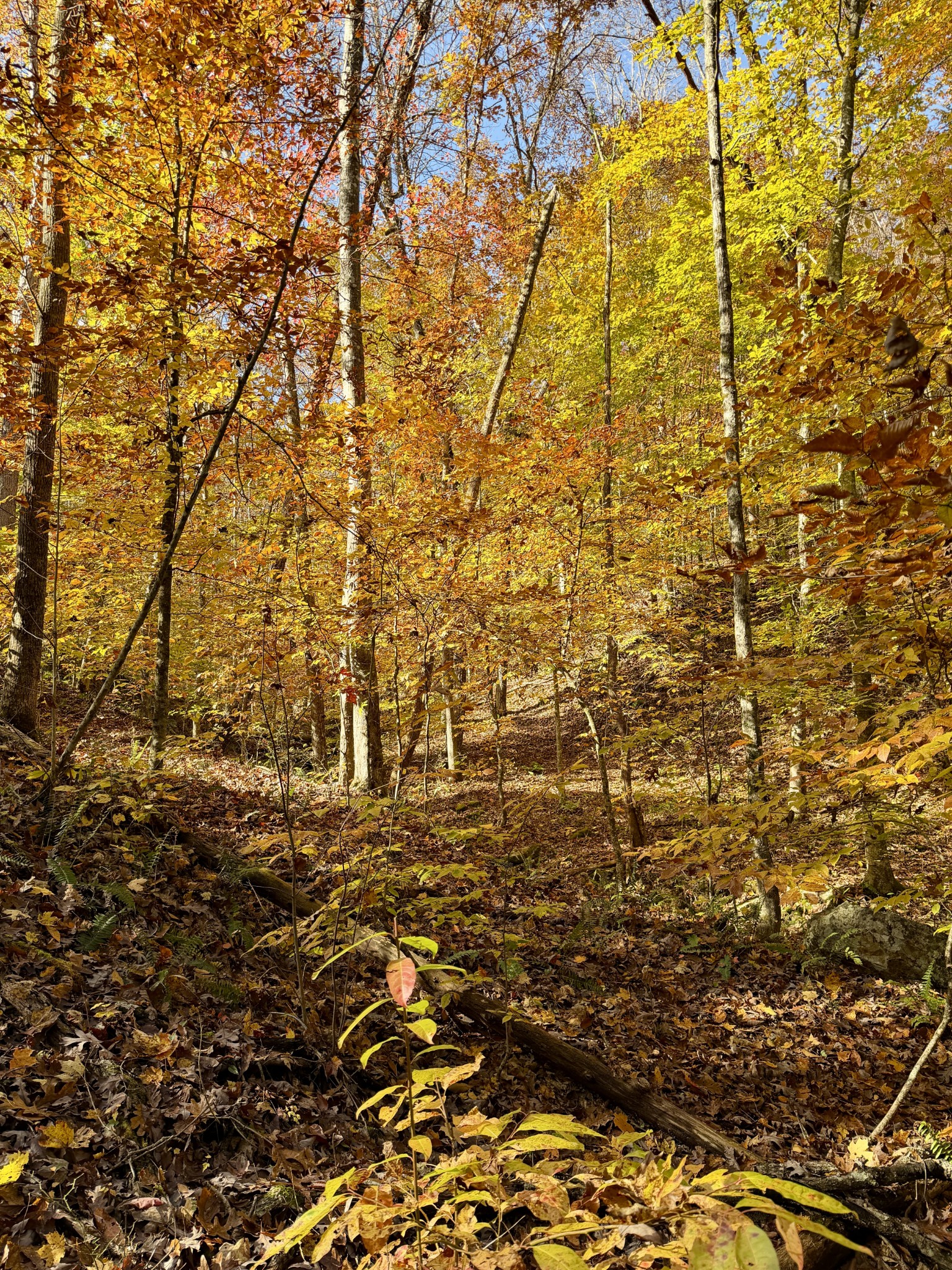 1 Robbins Road, E Robbins TN 37852