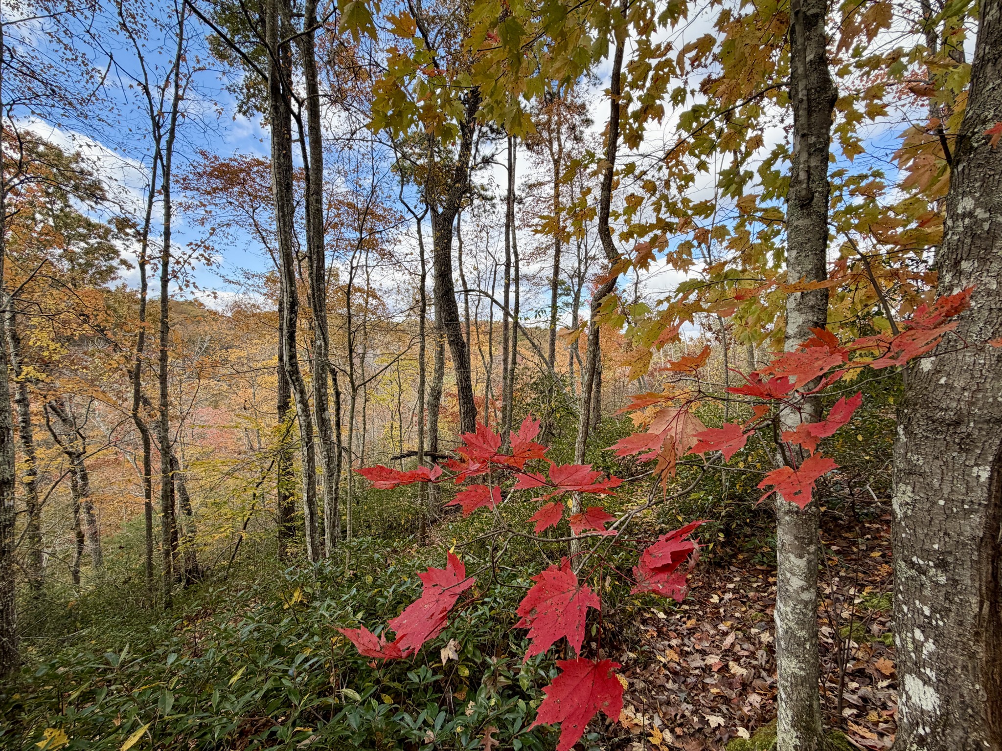 1 Robbins Road, E Robbins TN 37852