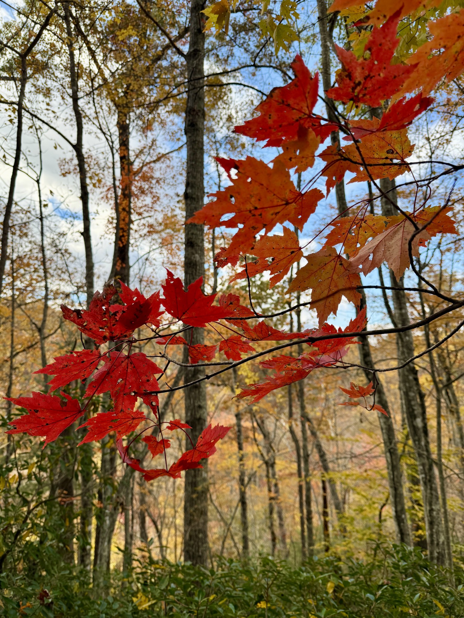 1 Robbins Road, E Robbins TN 37852