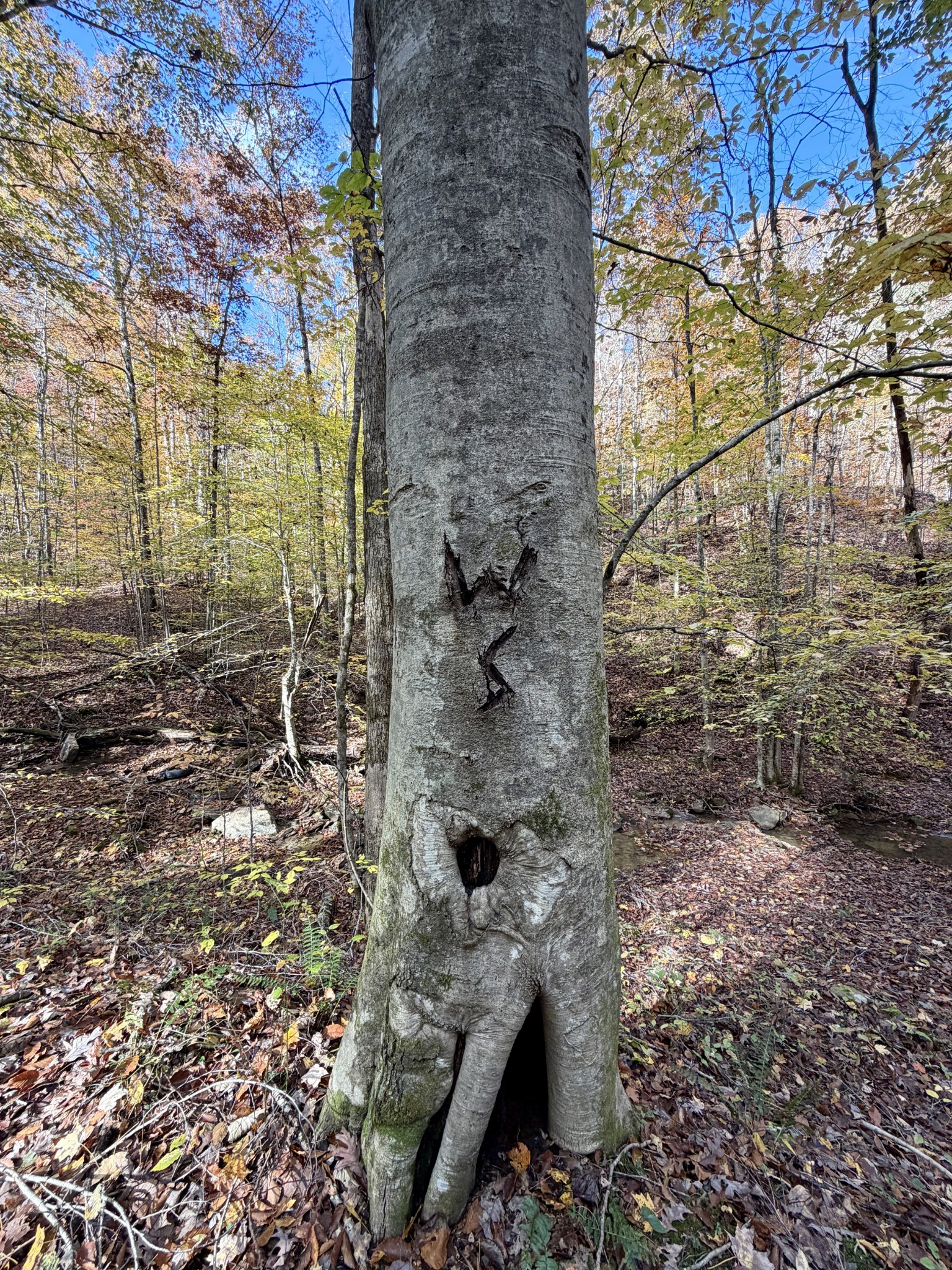 1 Robbins Road, E Robbins TN 37852