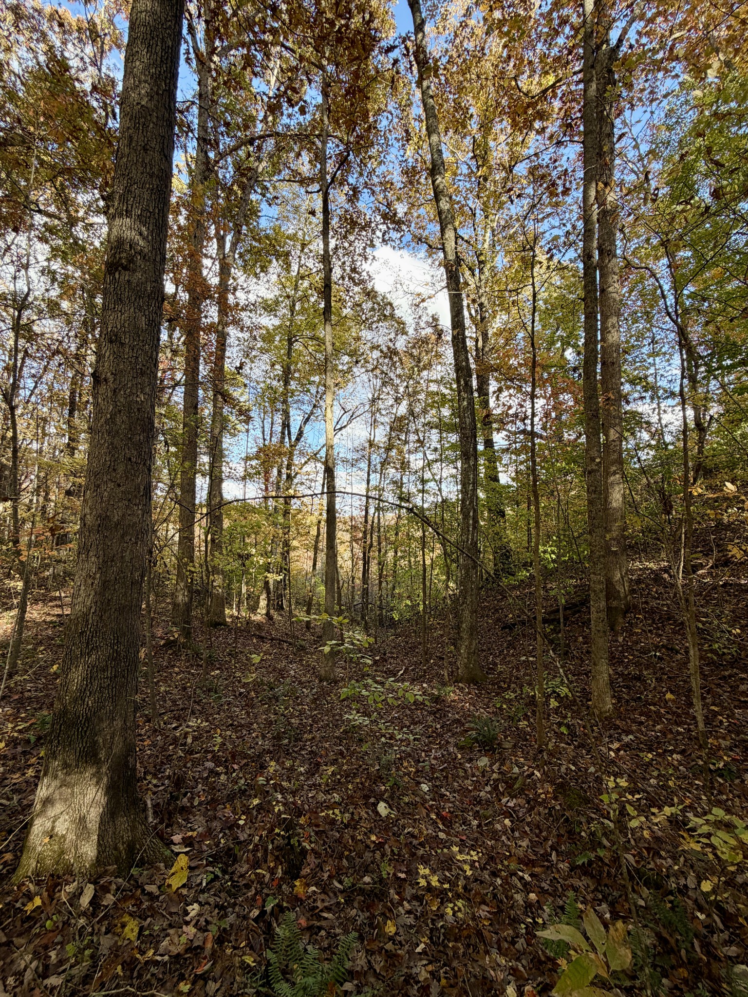 1 Robbins Road, E Robbins TN 37852
