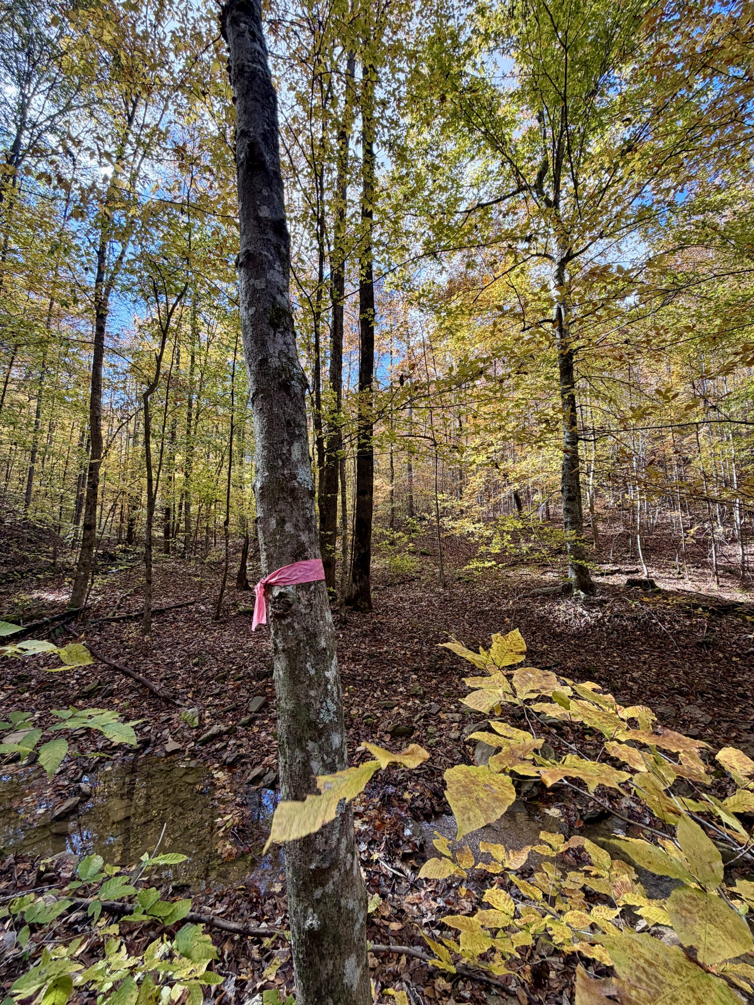 1 Robbins Road, E Robbins TN 37852