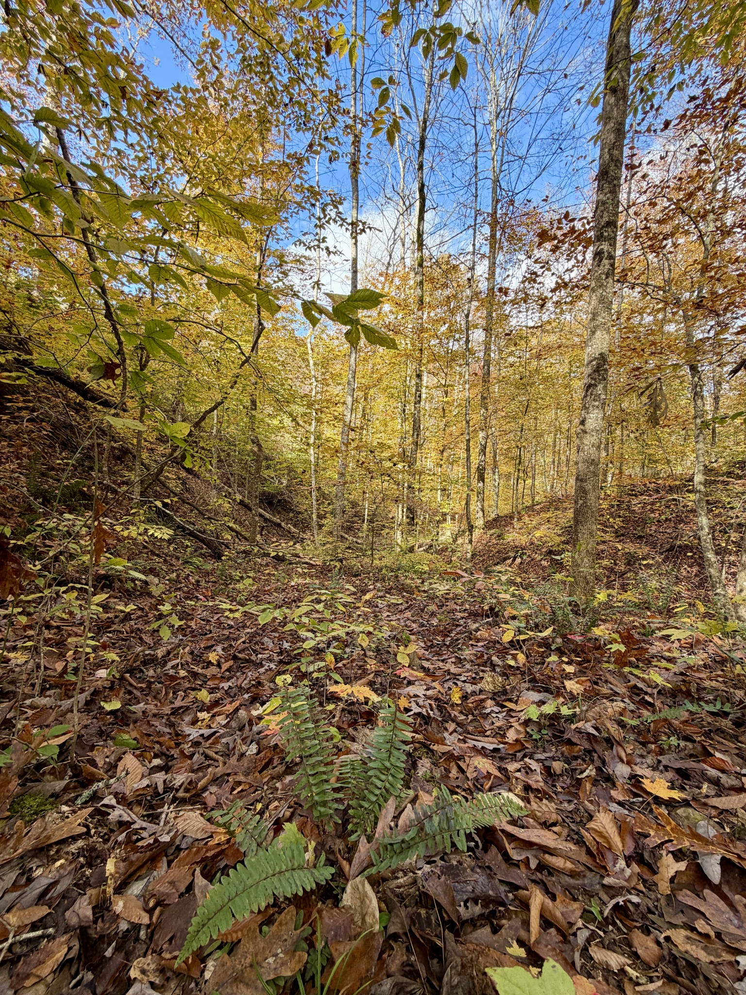 1 Robbins Road, E Robbins TN 37852