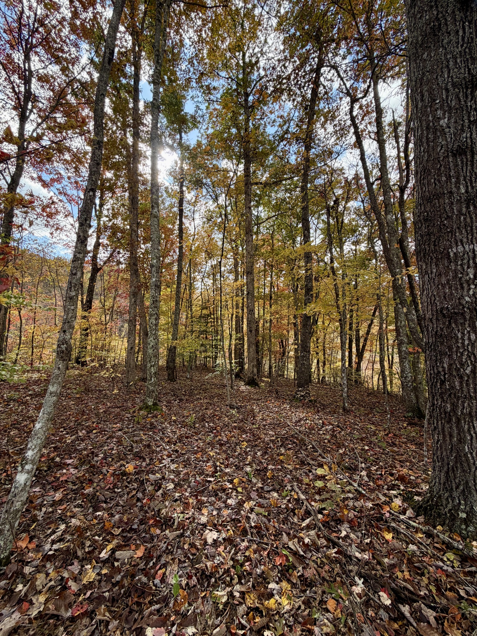 1 Robbins Road, E Robbins TN 37852