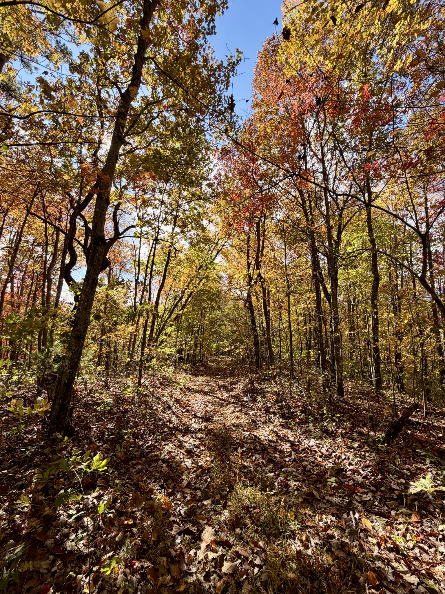 1 Robbins Road, E Robbins TN 37852