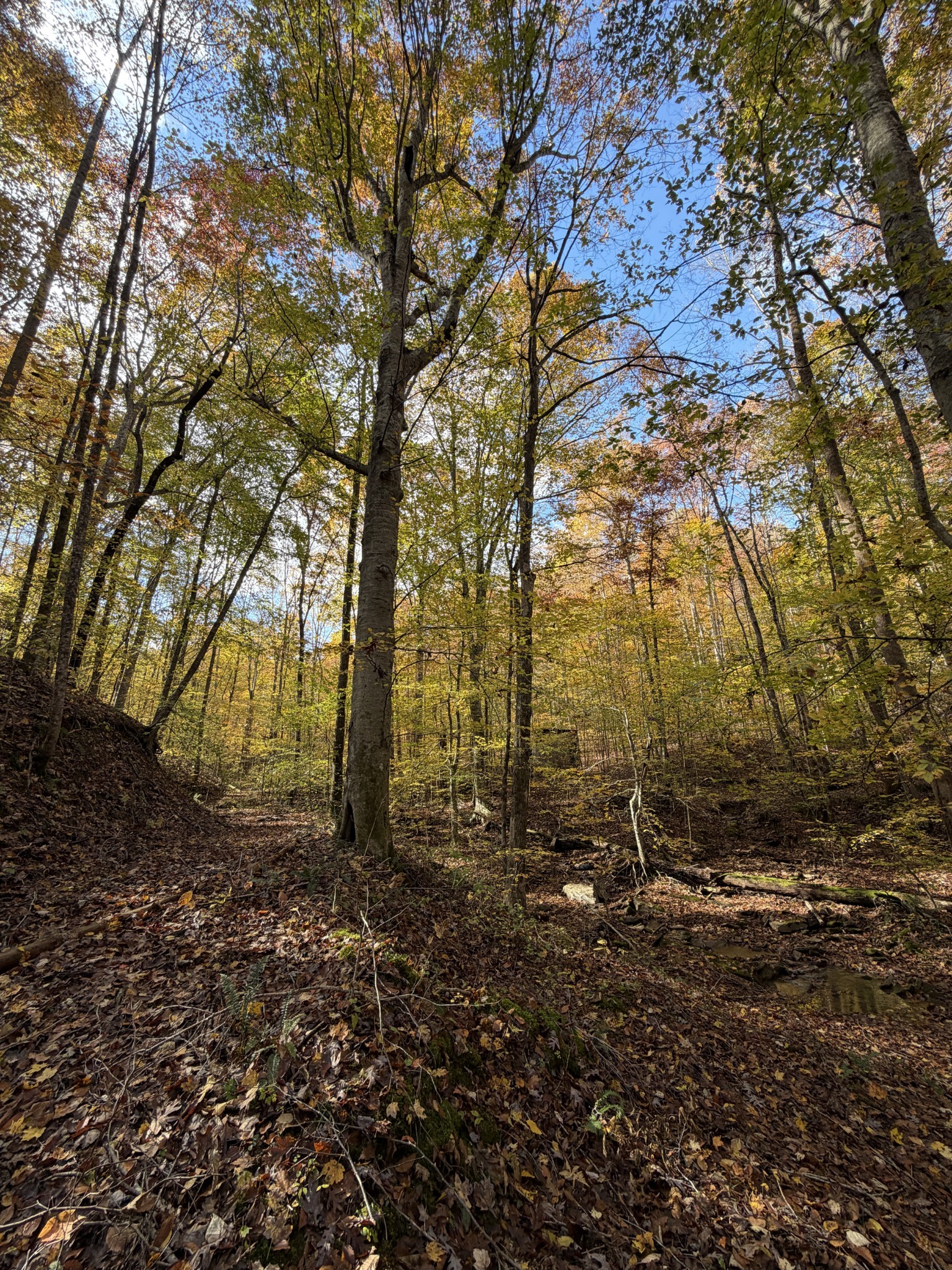 1 Robbins Road, E Robbins TN 37852
