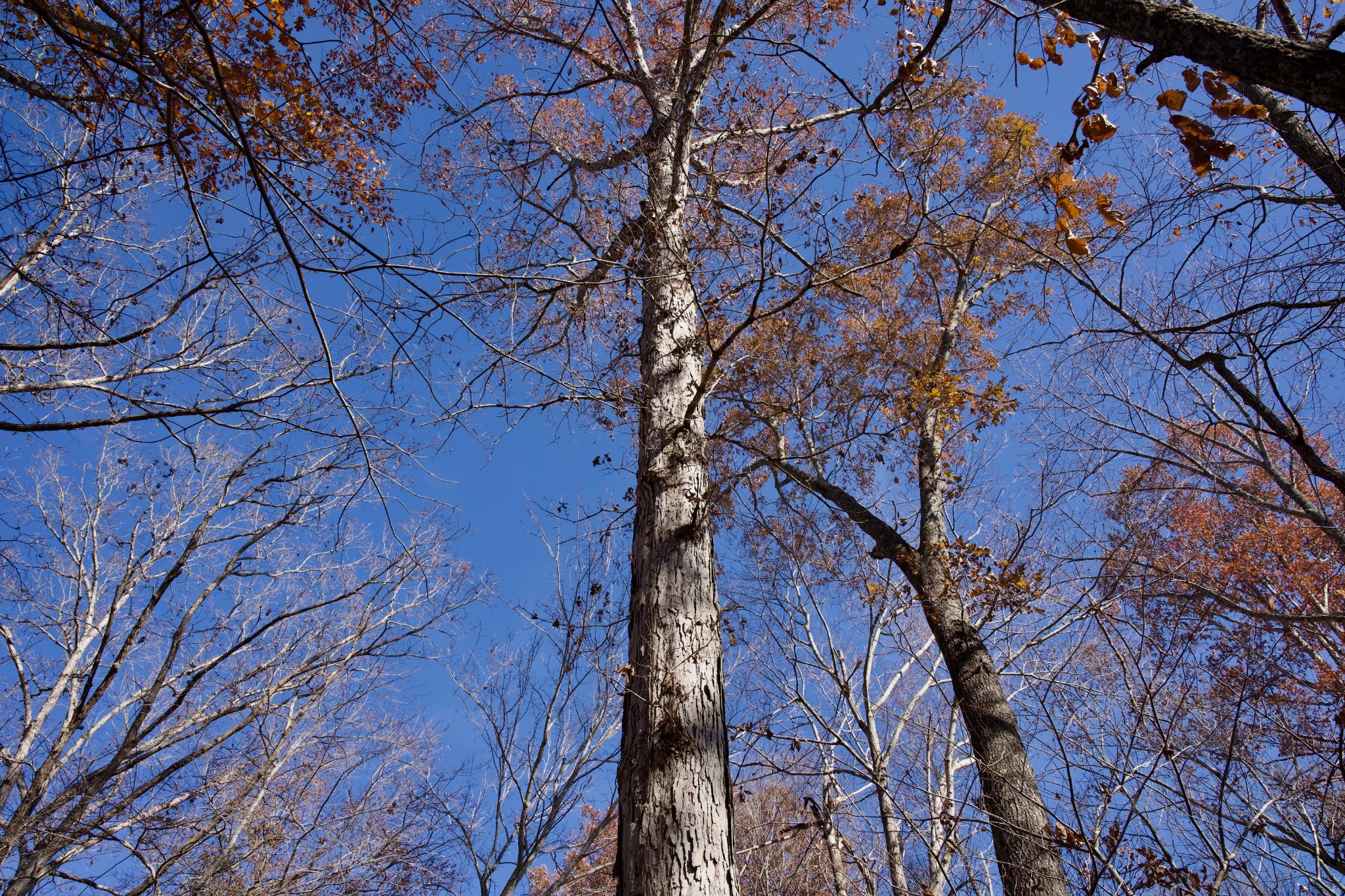 7 West Of Barlow Road Rock Island TN 38581