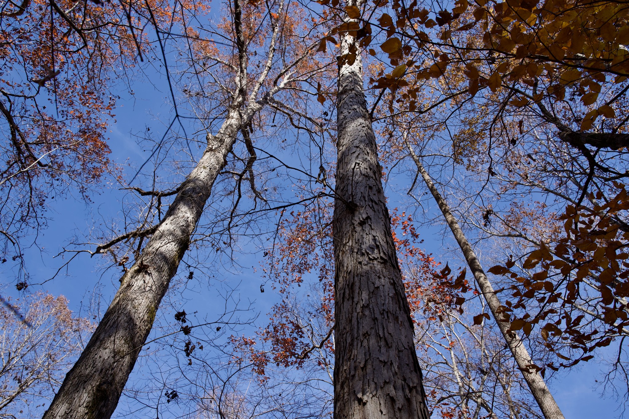 7 West Of Barlow Road Rock Island TN 38581