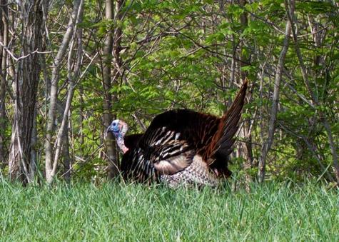 0 Thunder Ridge Drive South Pittsburg TN 37380