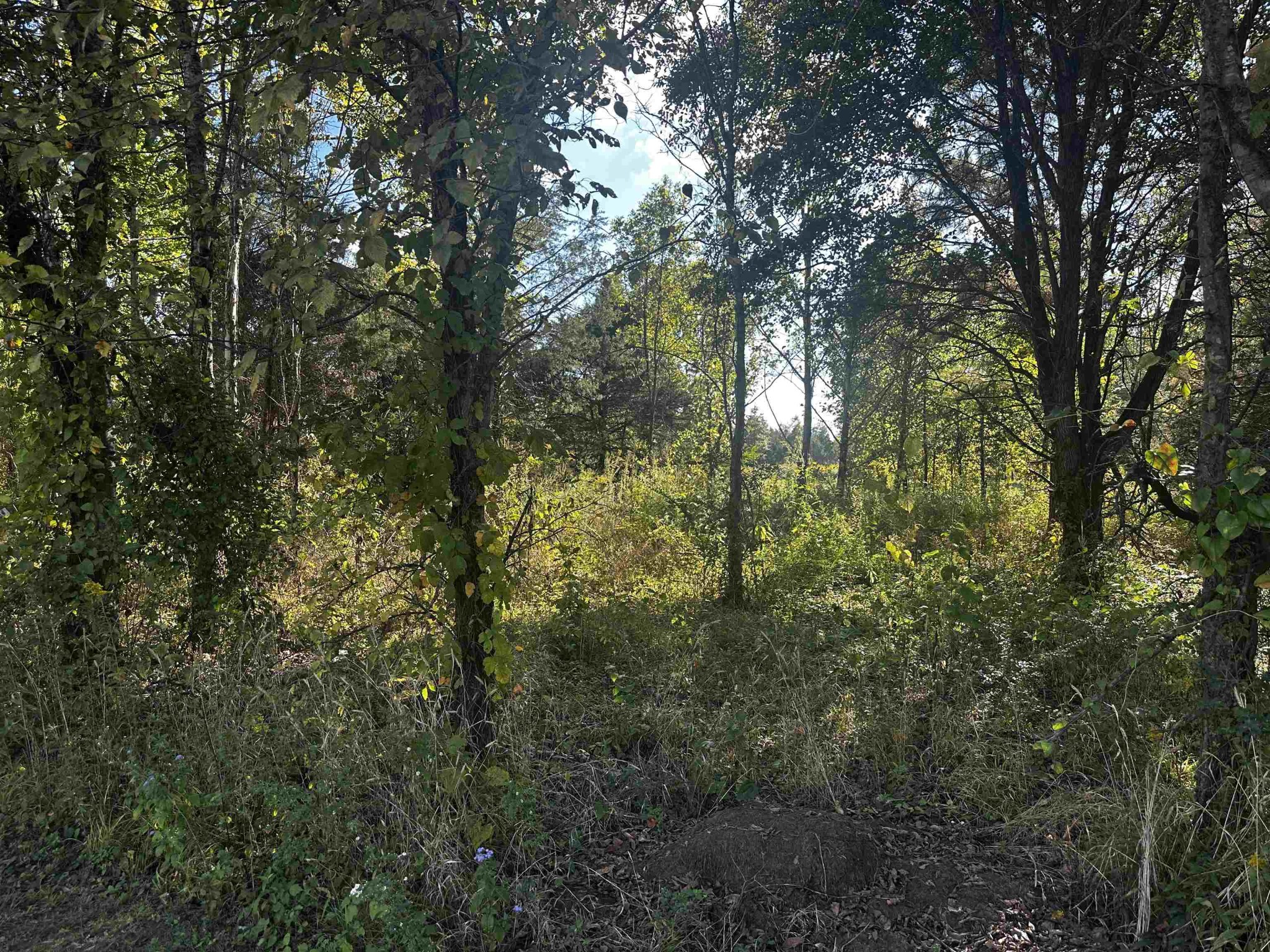 0 Catfish Ln Lane Crump TN 38327