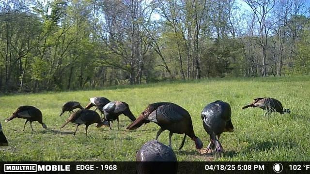3083 Mooneyhan Road Springfield TN 37172