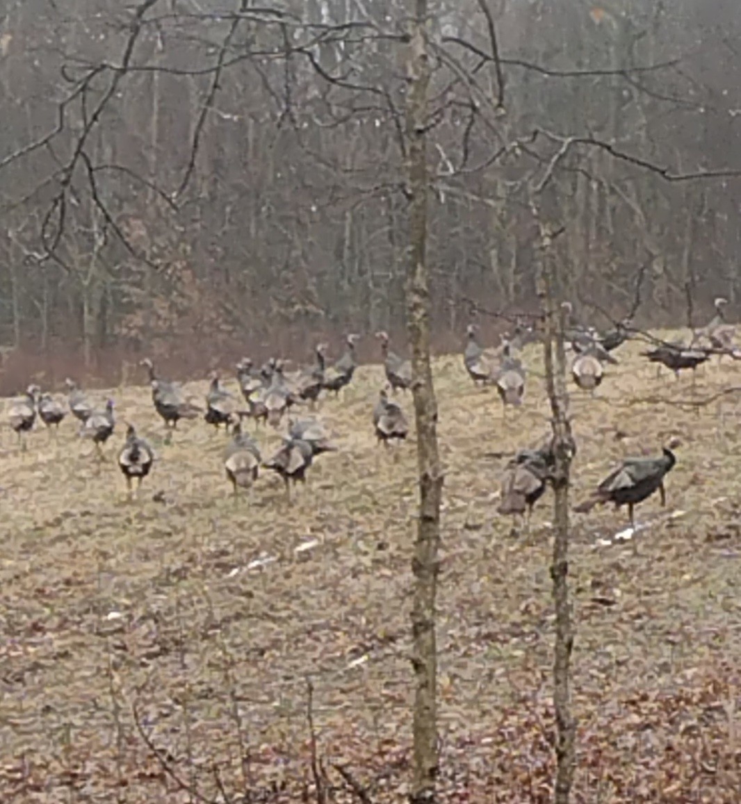 3083 Mooneyhan Road Springfield TN 37172