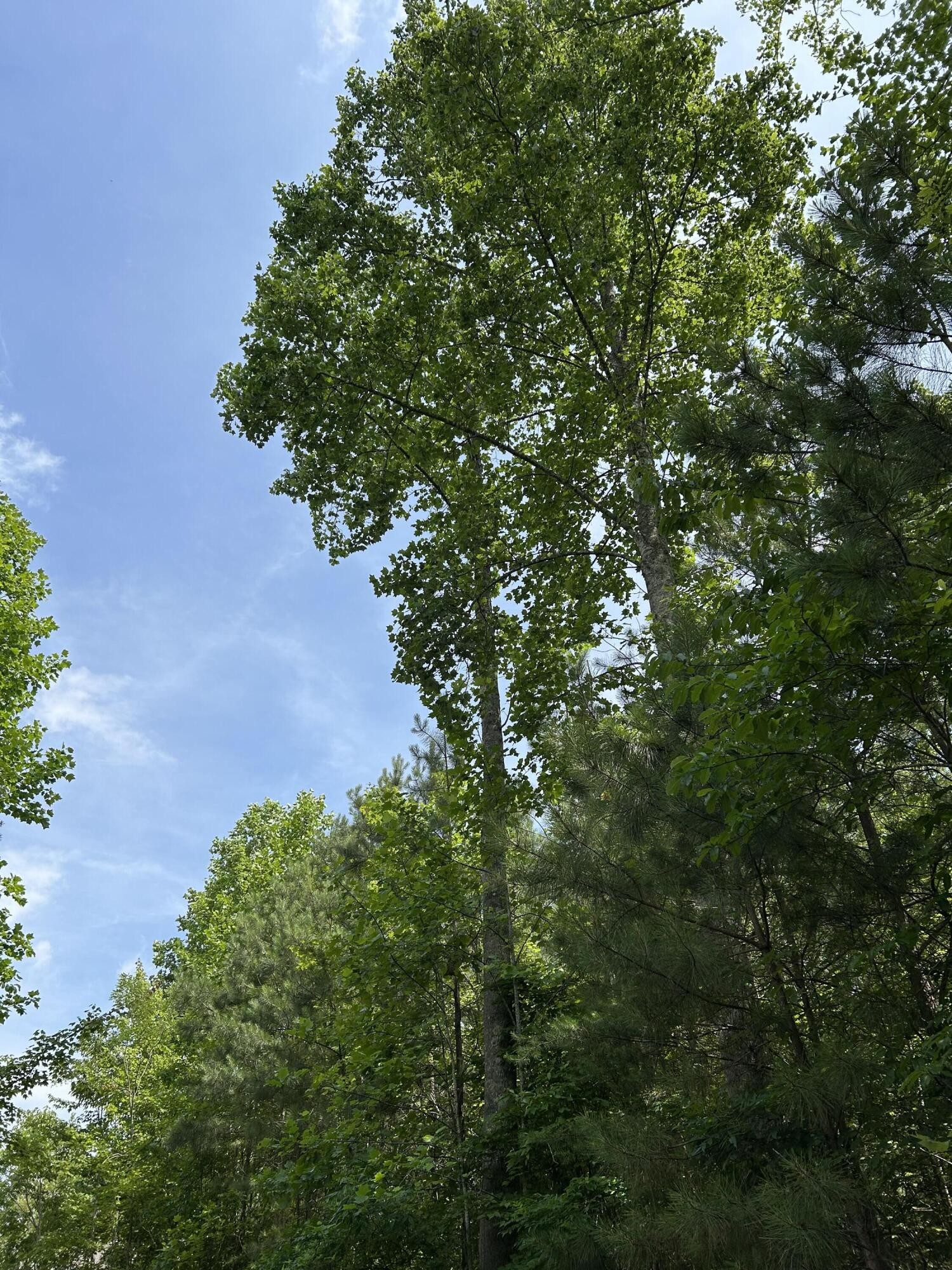 1255 Cherokee Path Jasper TN 37347