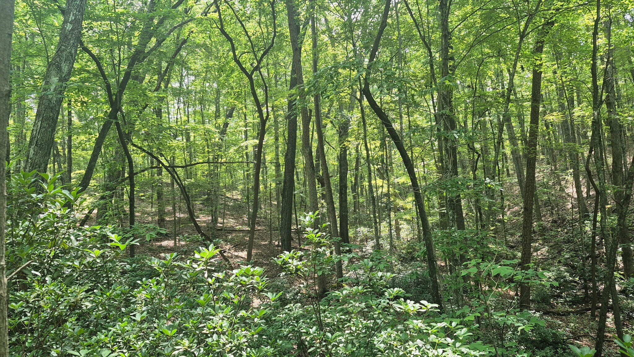 1255 Cherokee Path Jasper TN 37347