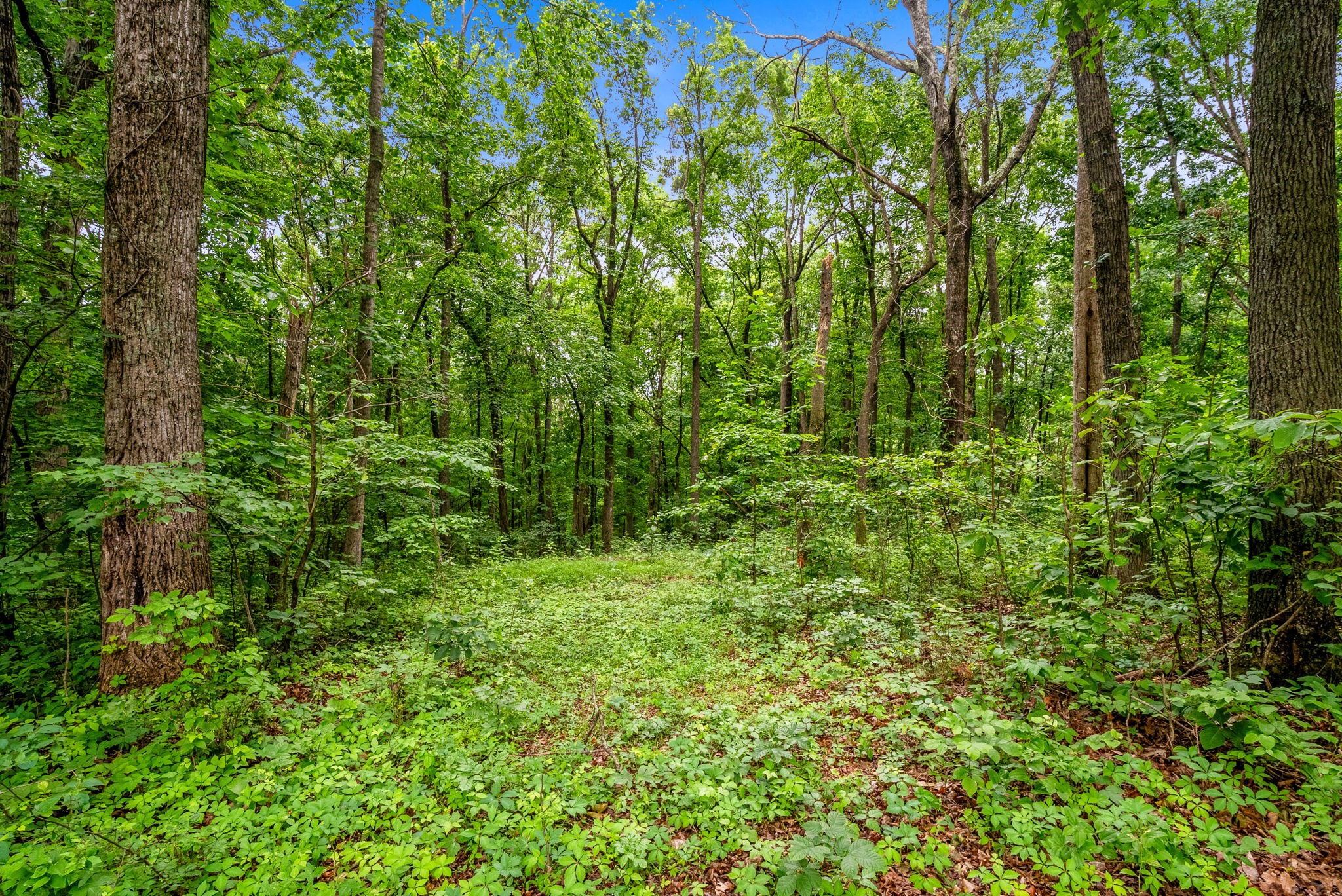 150A Dogwood Springs Drive Portland TN 37148