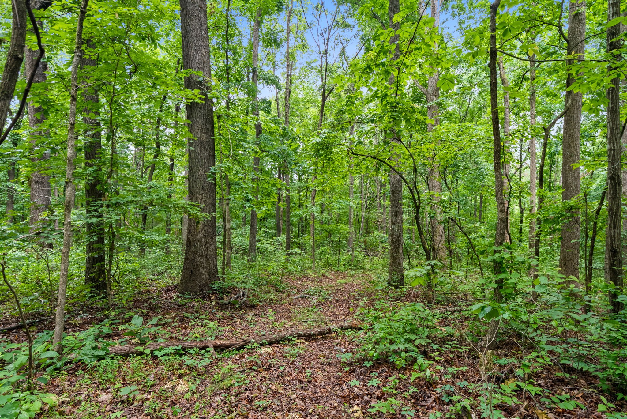 150A Dogwood Springs Drive Portland TN 37148