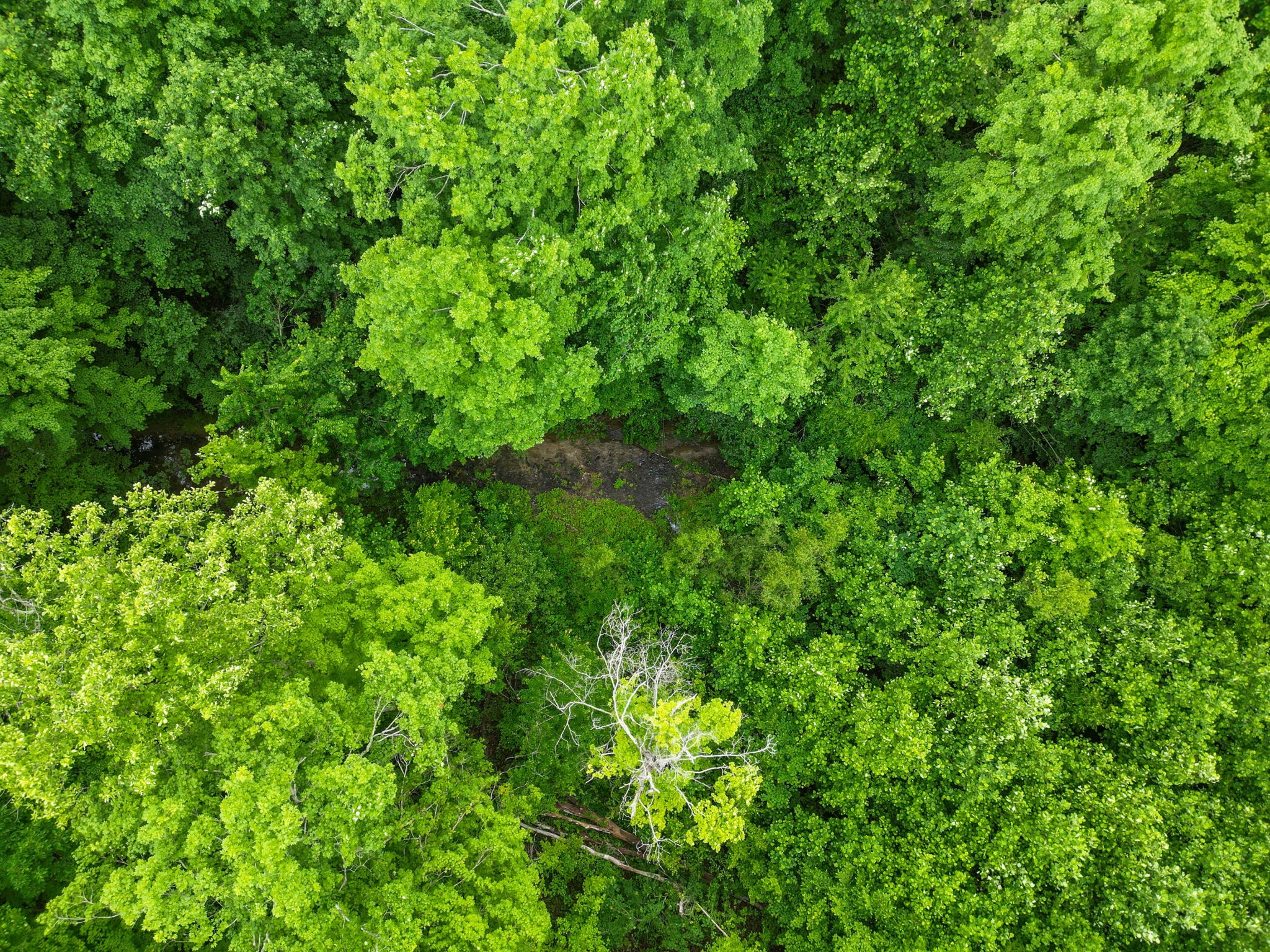 150A Dogwood Springs Drive Portland TN 37148