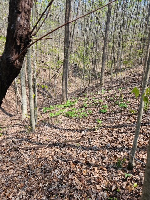 5 Acres Benton Tidwell Road Hilham TN 38568