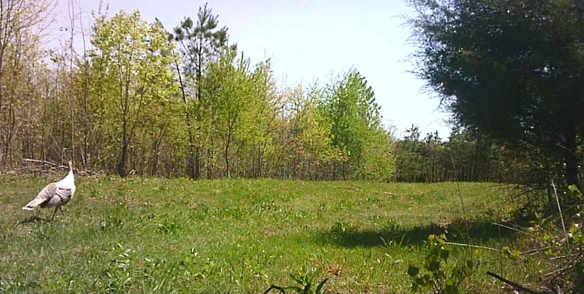 830 Twin Pines Overlook Lobelville TN 37097