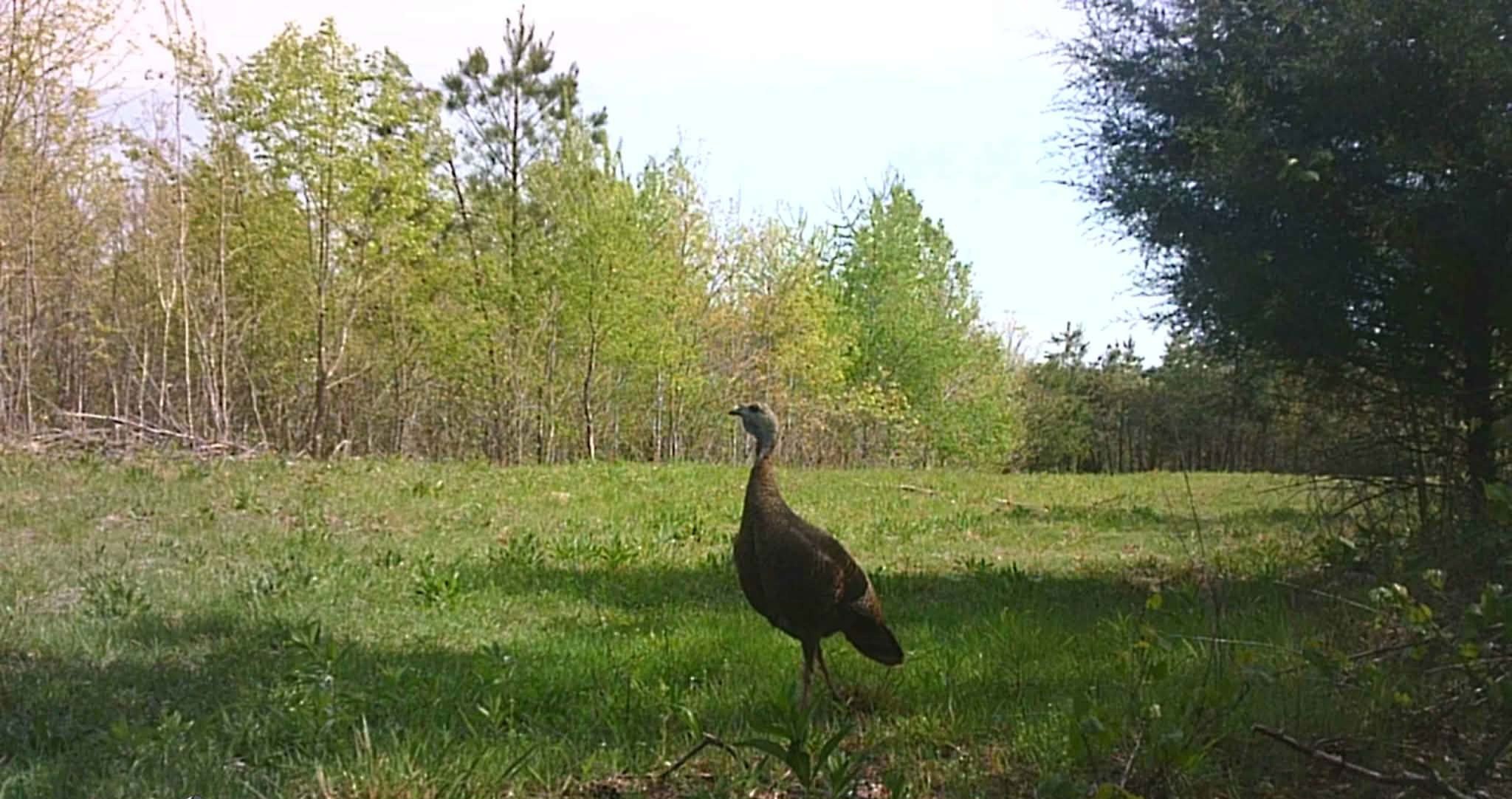830 Twin Pines Overlook Lobelville TN 37097