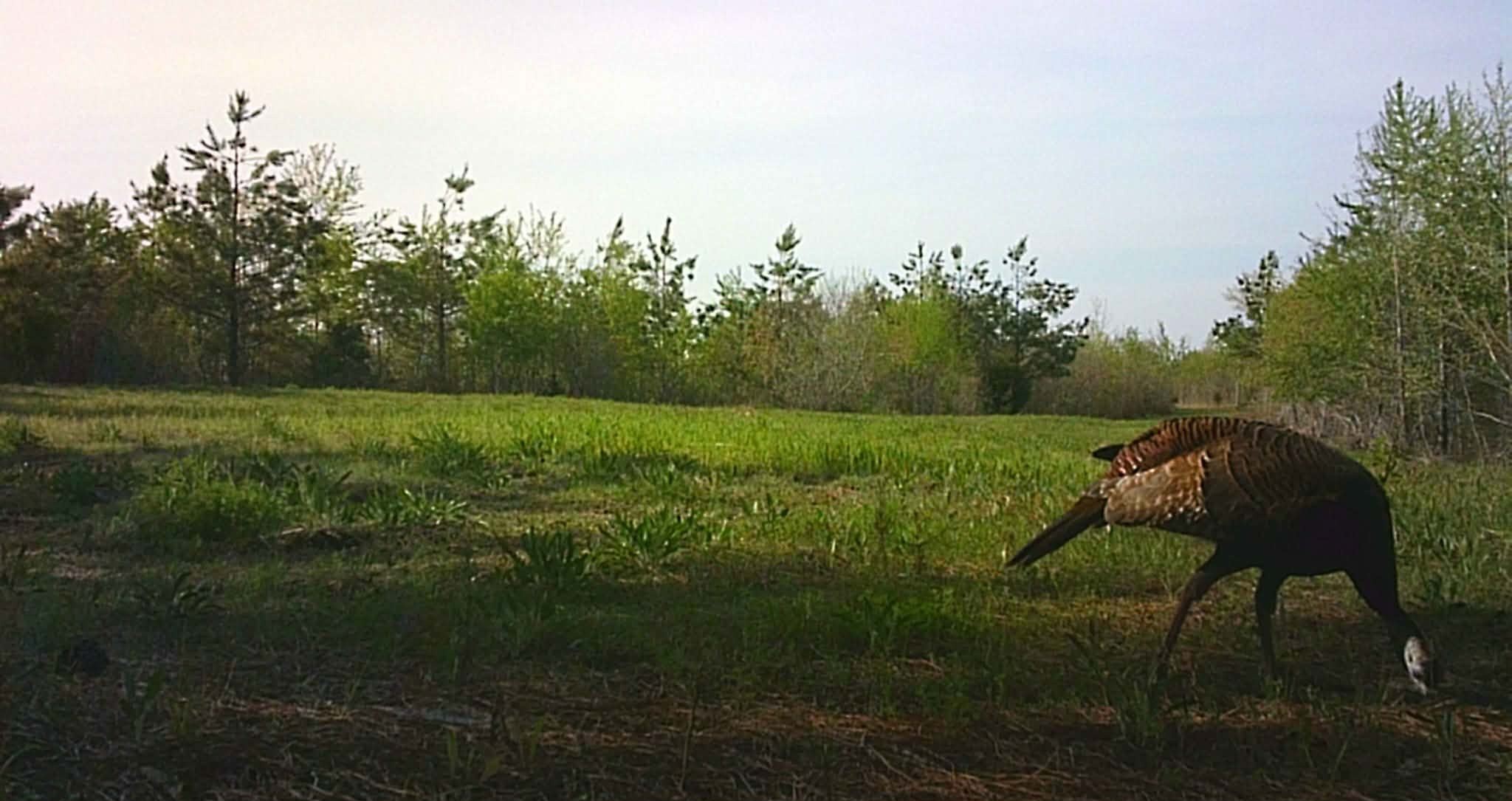 830 Twin Pines Overlook Lobelville TN 37097
