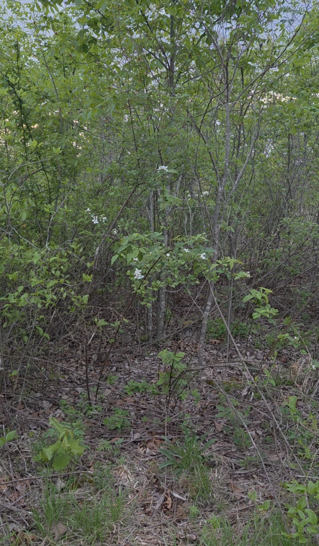 830 Twin Pines Overlook Lobelville TN 37097