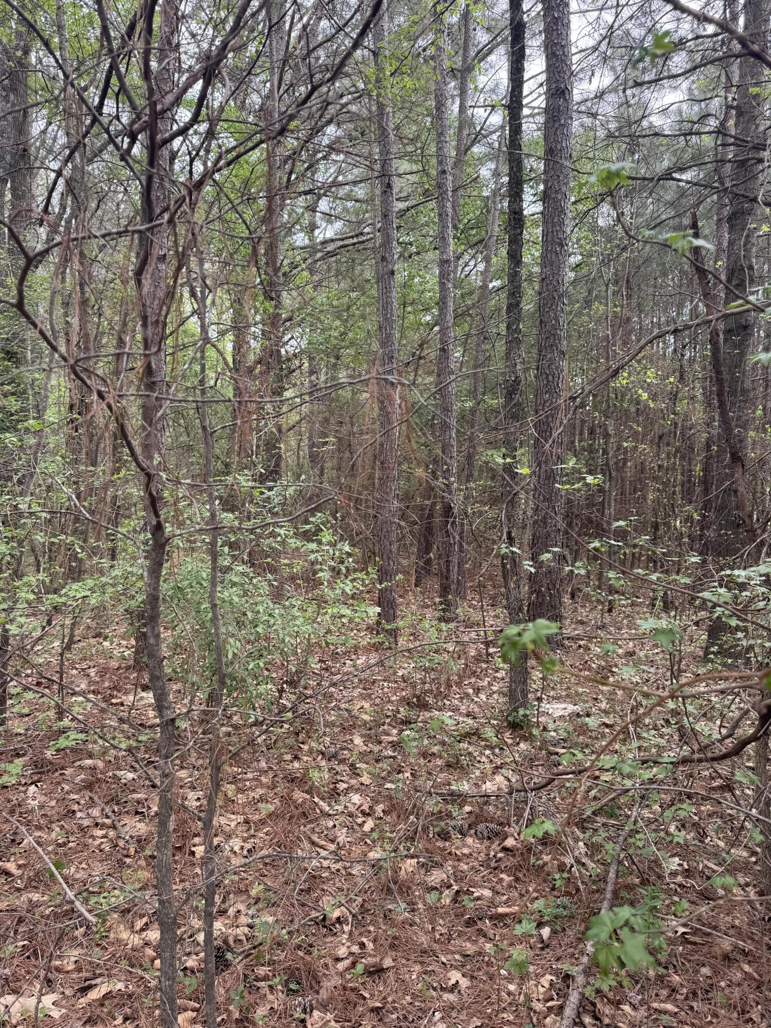 130 SE Trewhitt Drive, SE Cleveland TN 37323