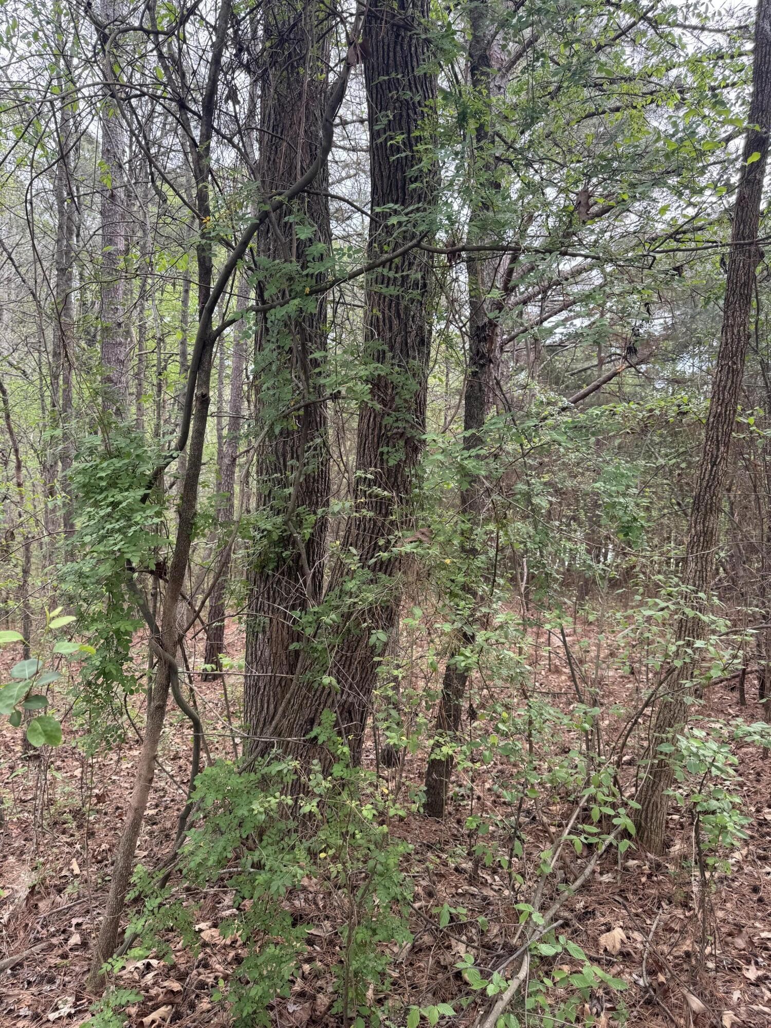130 SE Trewhitt Drive, SE Cleveland TN 37323
