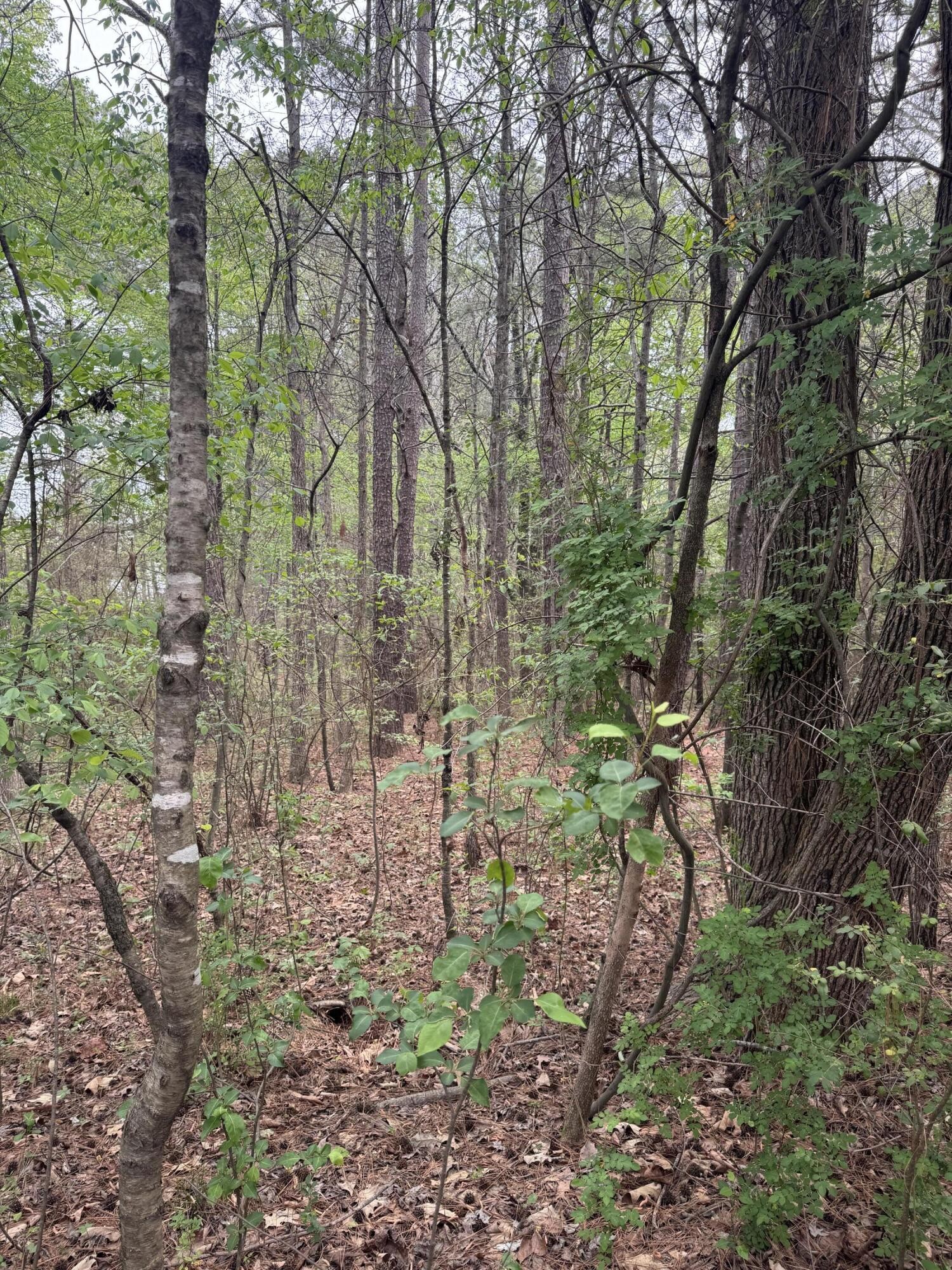 130 SE Trewhitt Drive, SE Cleveland TN 37323
