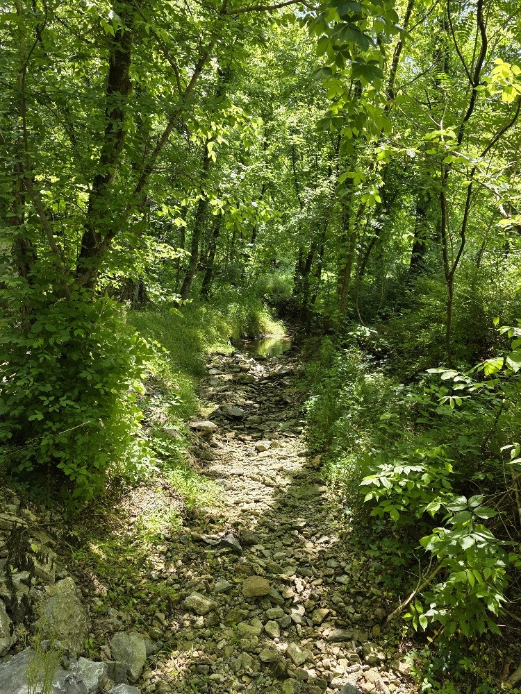 96 Maranatha Hollow Lane Dixon Springs TN 37057