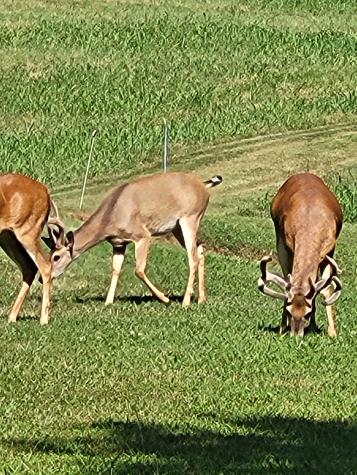 96 Maranatha Hollow Lane Dixon Springs TN 37057