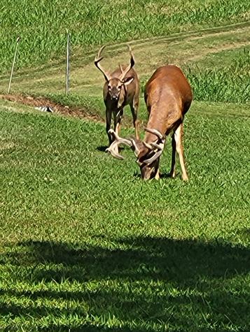 96 Maranatha Hollow Lane Dixon Springs TN 37057