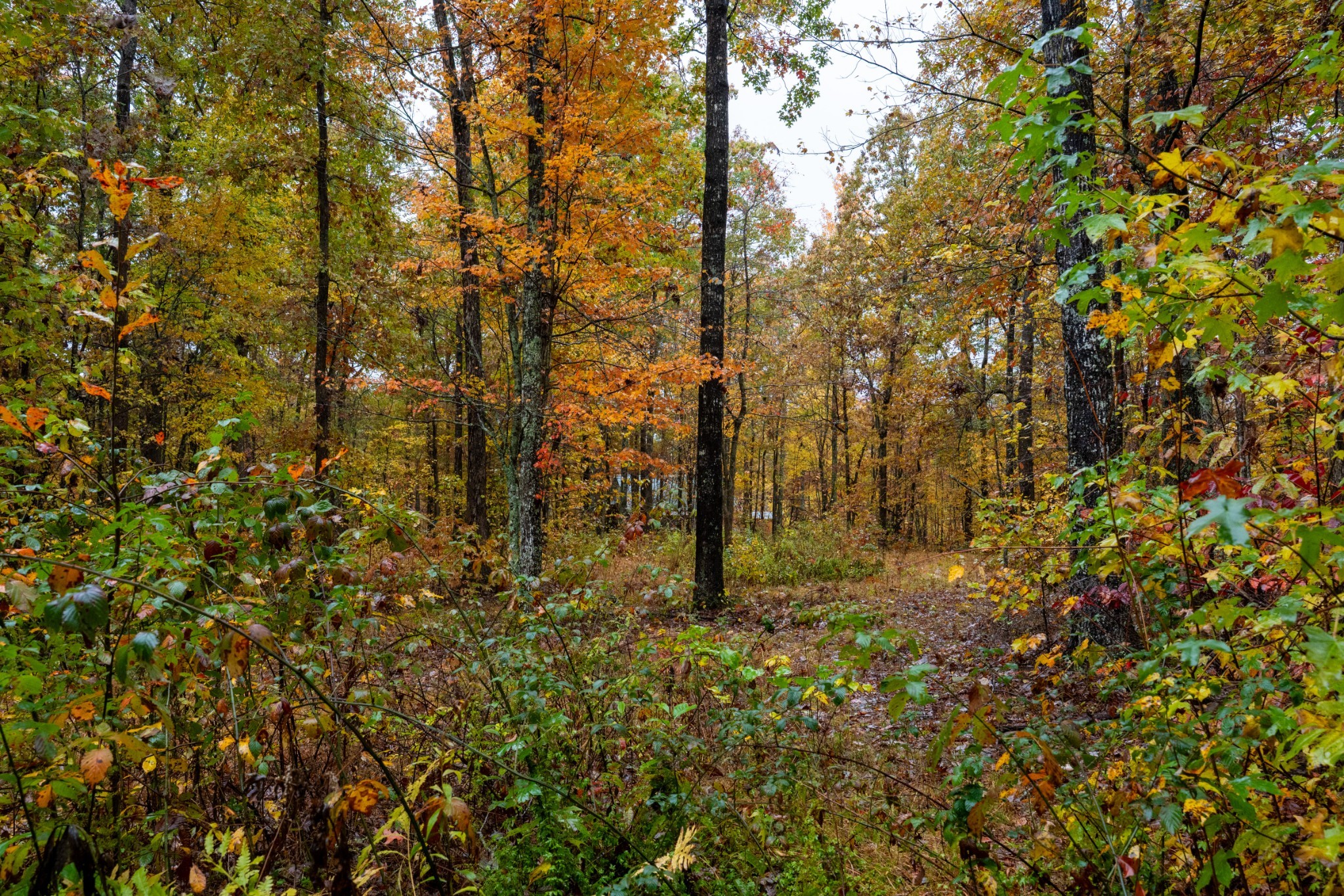 0 Roanoke Road Jamestown TN 38556