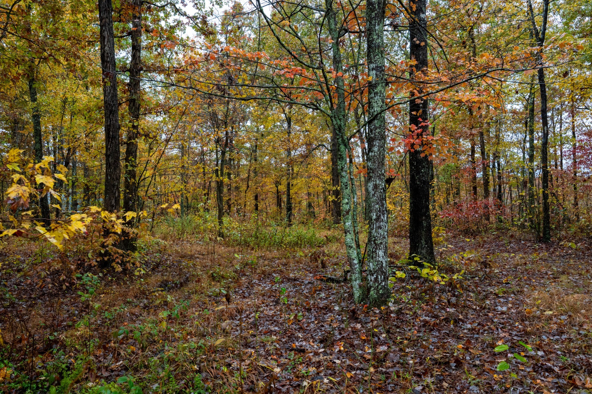 0 Roanoke Road Jamestown TN 38556