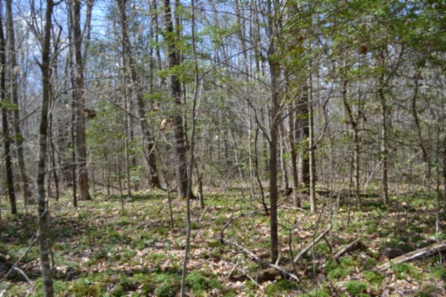 0 Buffalo Road Oneida TN 37841