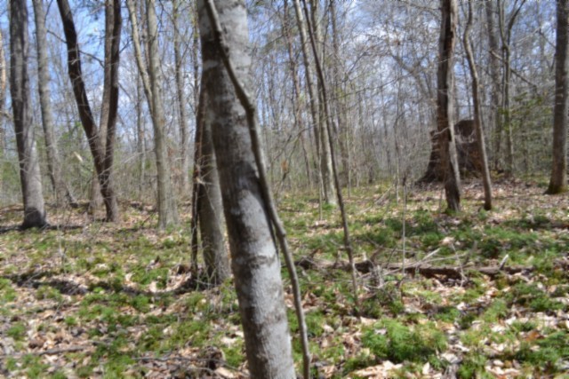 0 Buffalo Road Oneida TN 37841