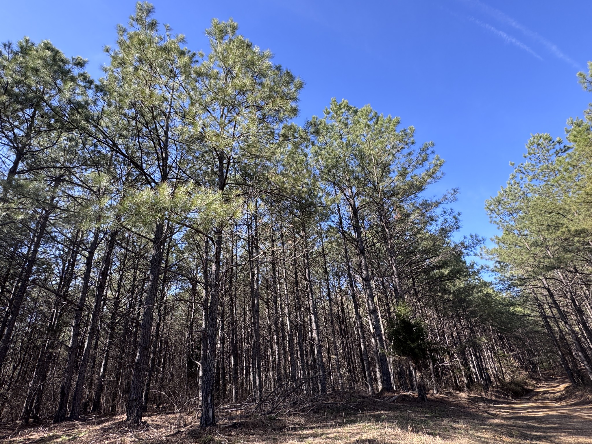 Hohenwald TN, 432 Liberty Ridge Road