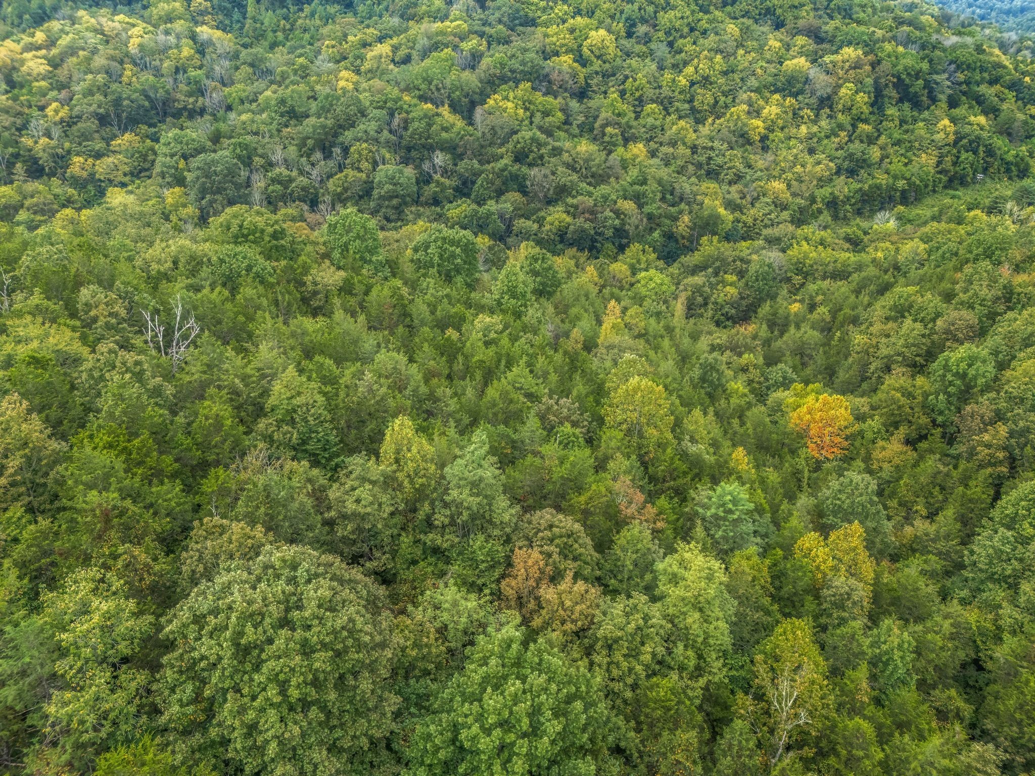 0 Poplar Flatt Road Silver Point TN 38582