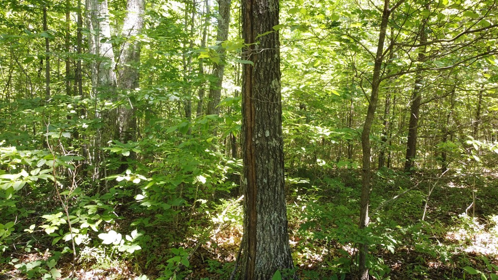 0 Camp Creek Road Spencer TN 38585