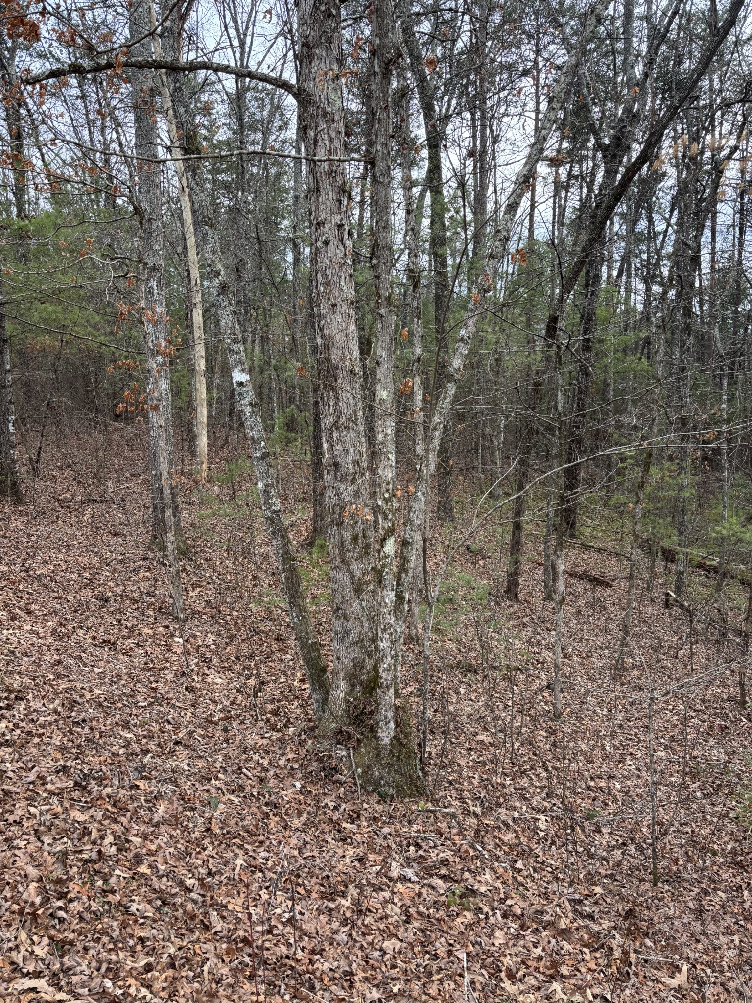 0 Maple Springs Road Tellico Plains TN 37385