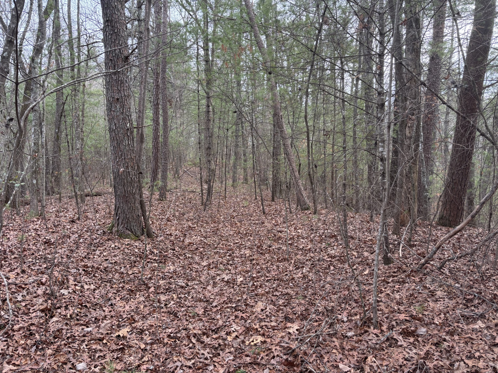 0 Maple Springs Road Tellico Plains TN 37385