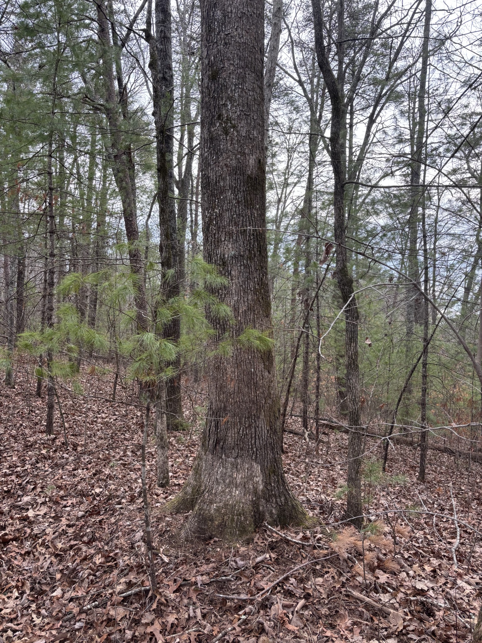 0 Maple Springs Road Tellico Plains TN 37385