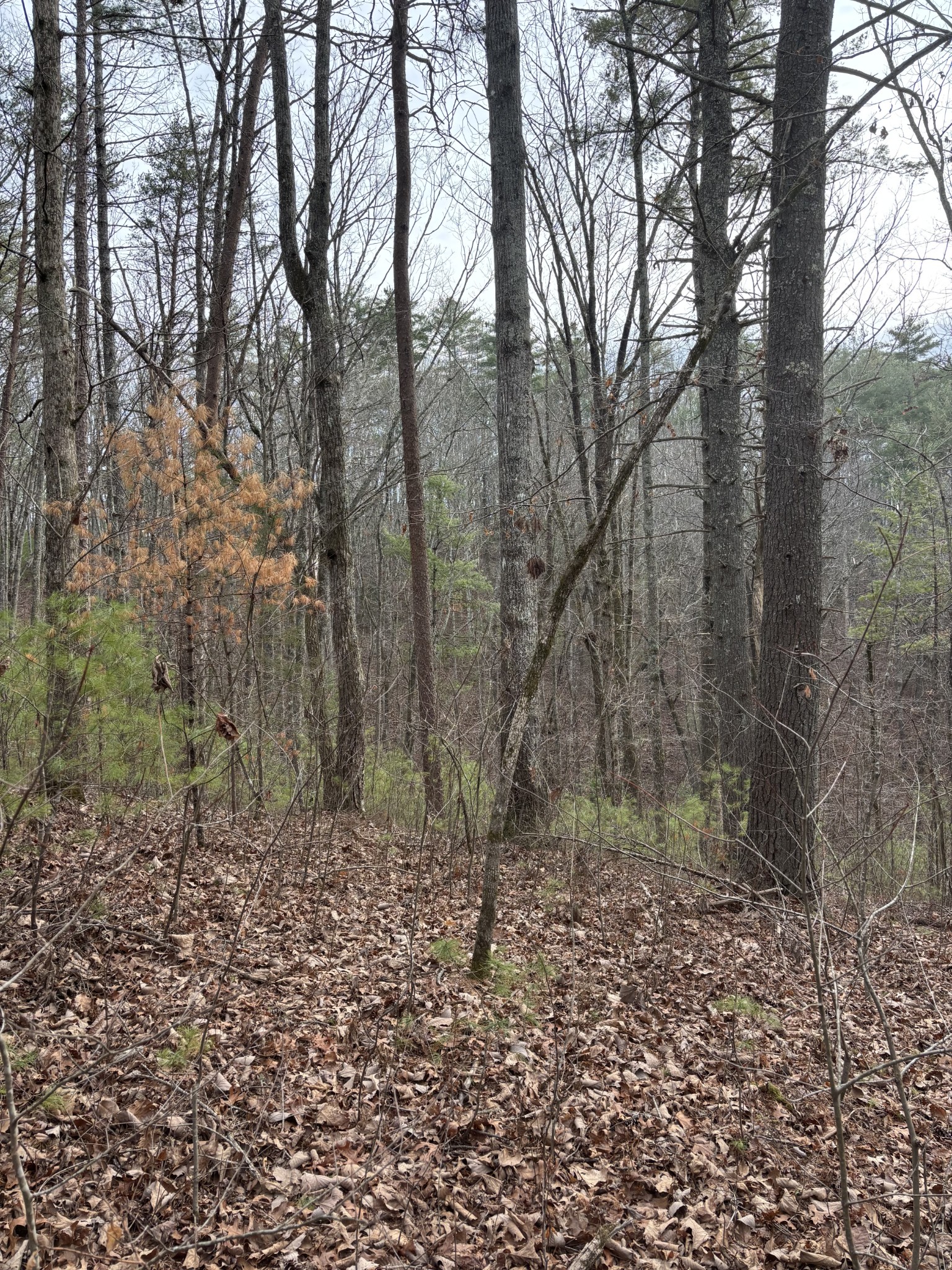 0 Maple Springs Road Tellico Plains TN 37385