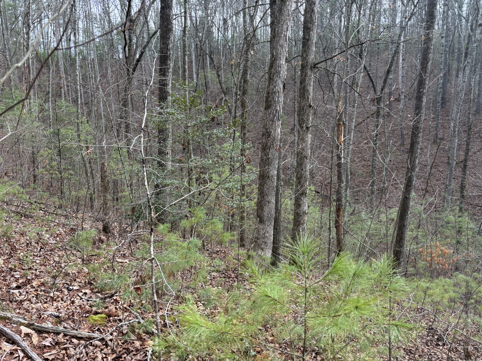 0 Maple Springs Road Tellico Plains TN 37385