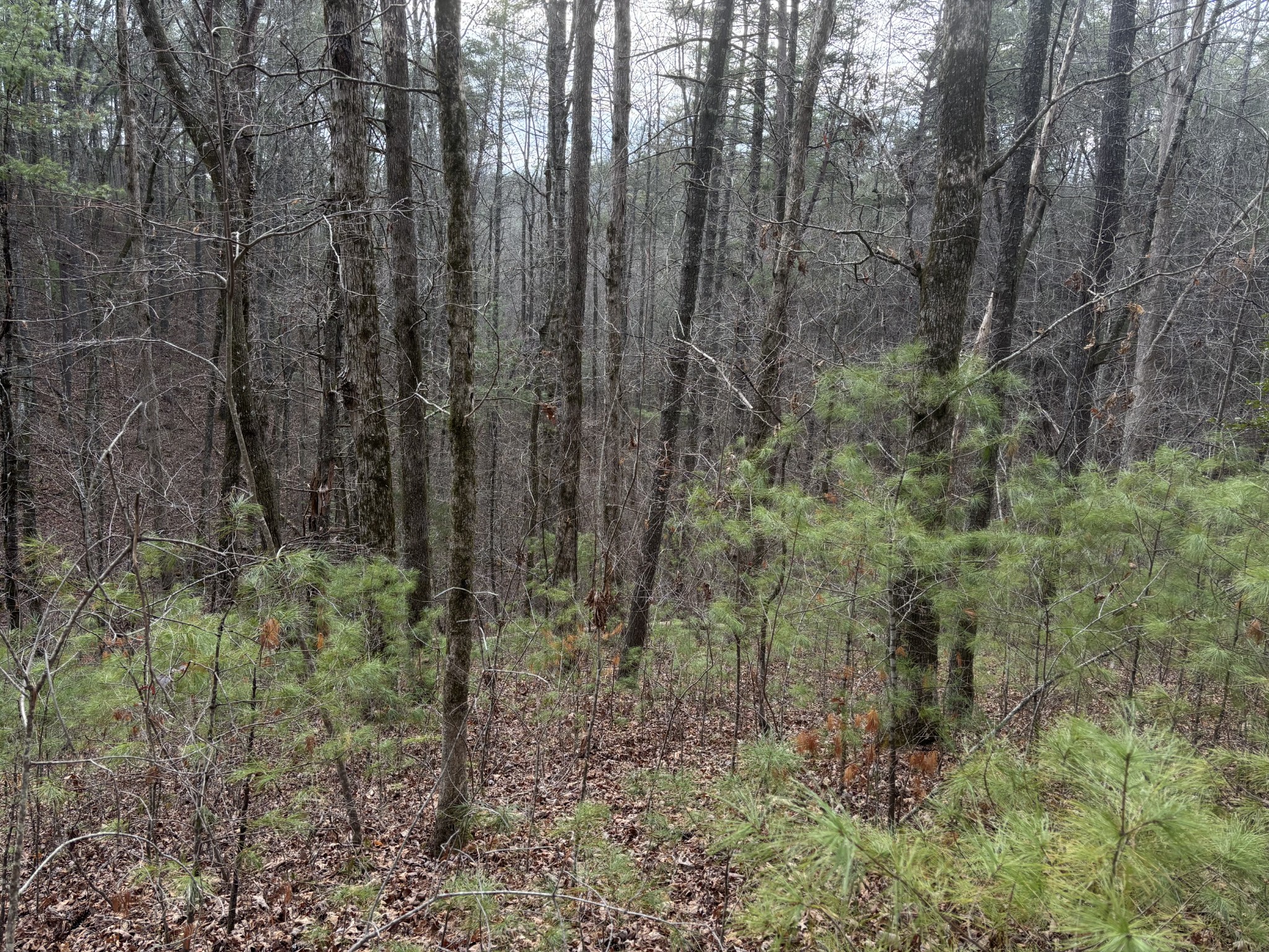 0 Maple Springs Road Tellico Plains TN 37385
