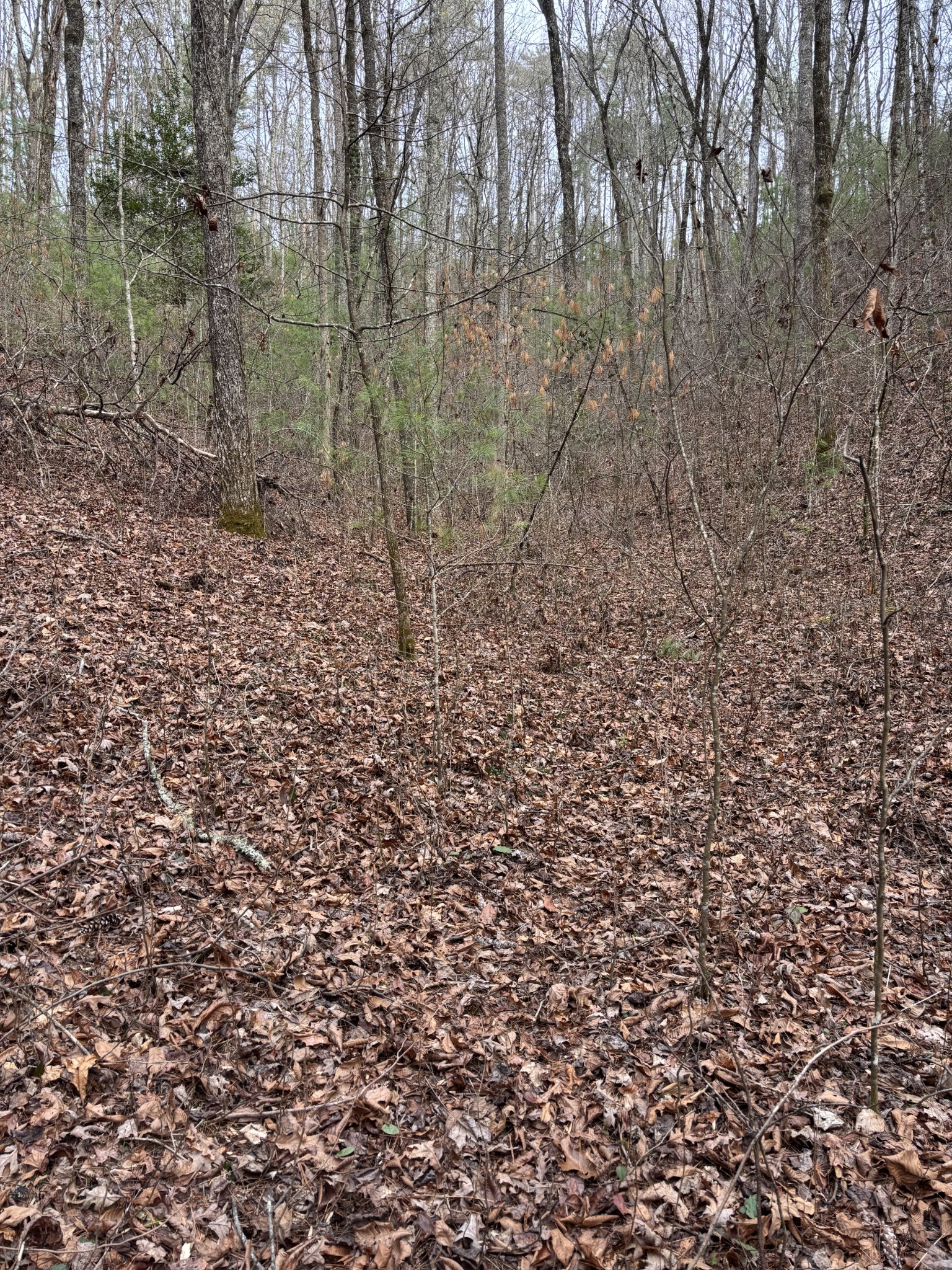 0 Maple Springs Road Tellico Plains TN 37385