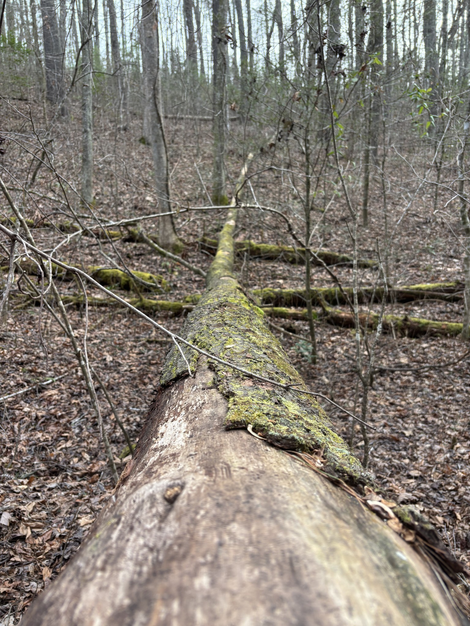 0 Maple Springs Road Tellico Plains TN 37385