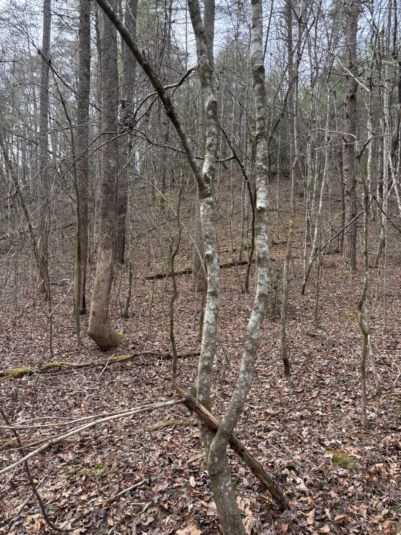0 Maple Springs Road Tellico Plains TN 37385