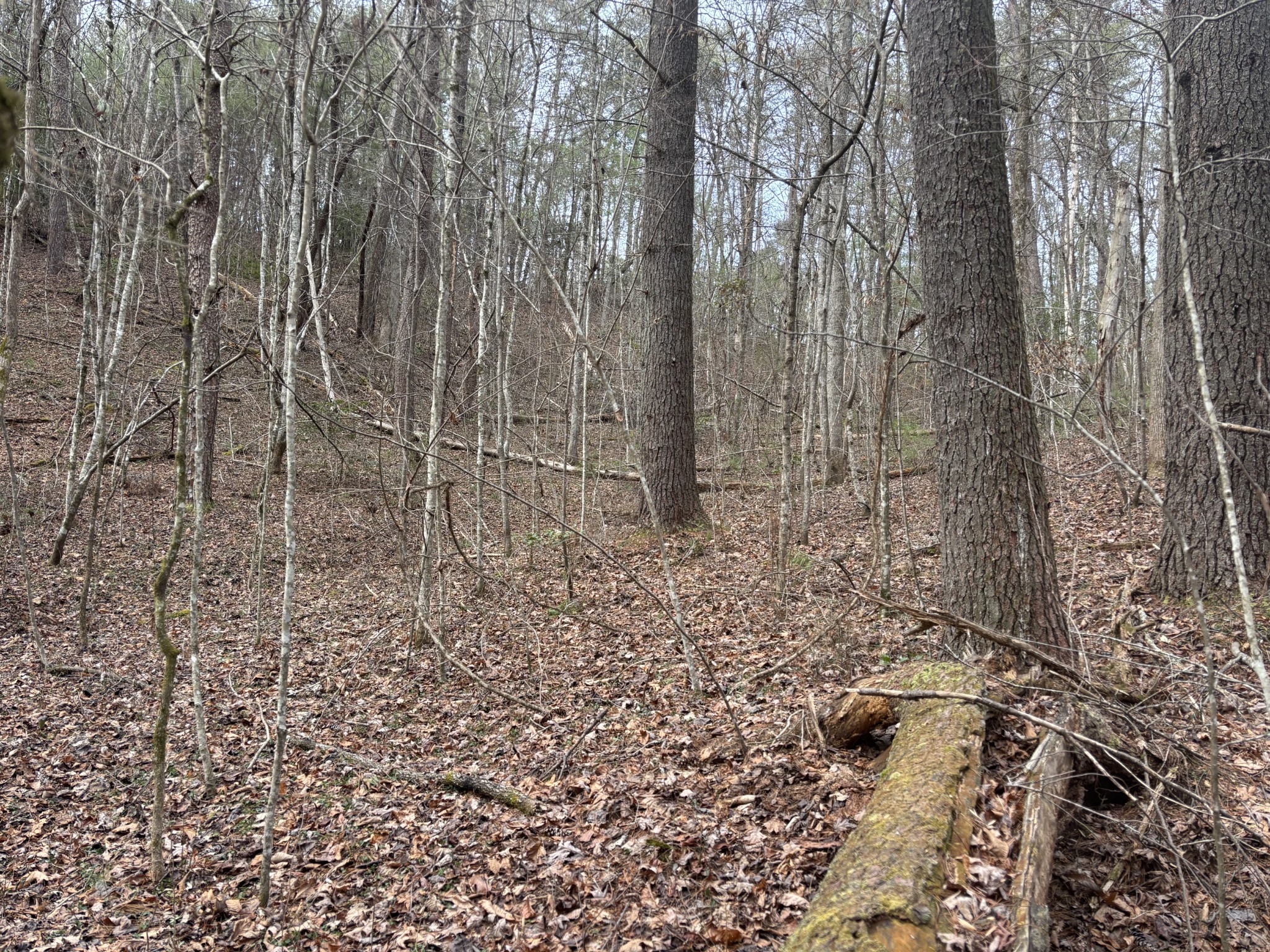 0 Maple Springs Road Tellico Plains TN 37385