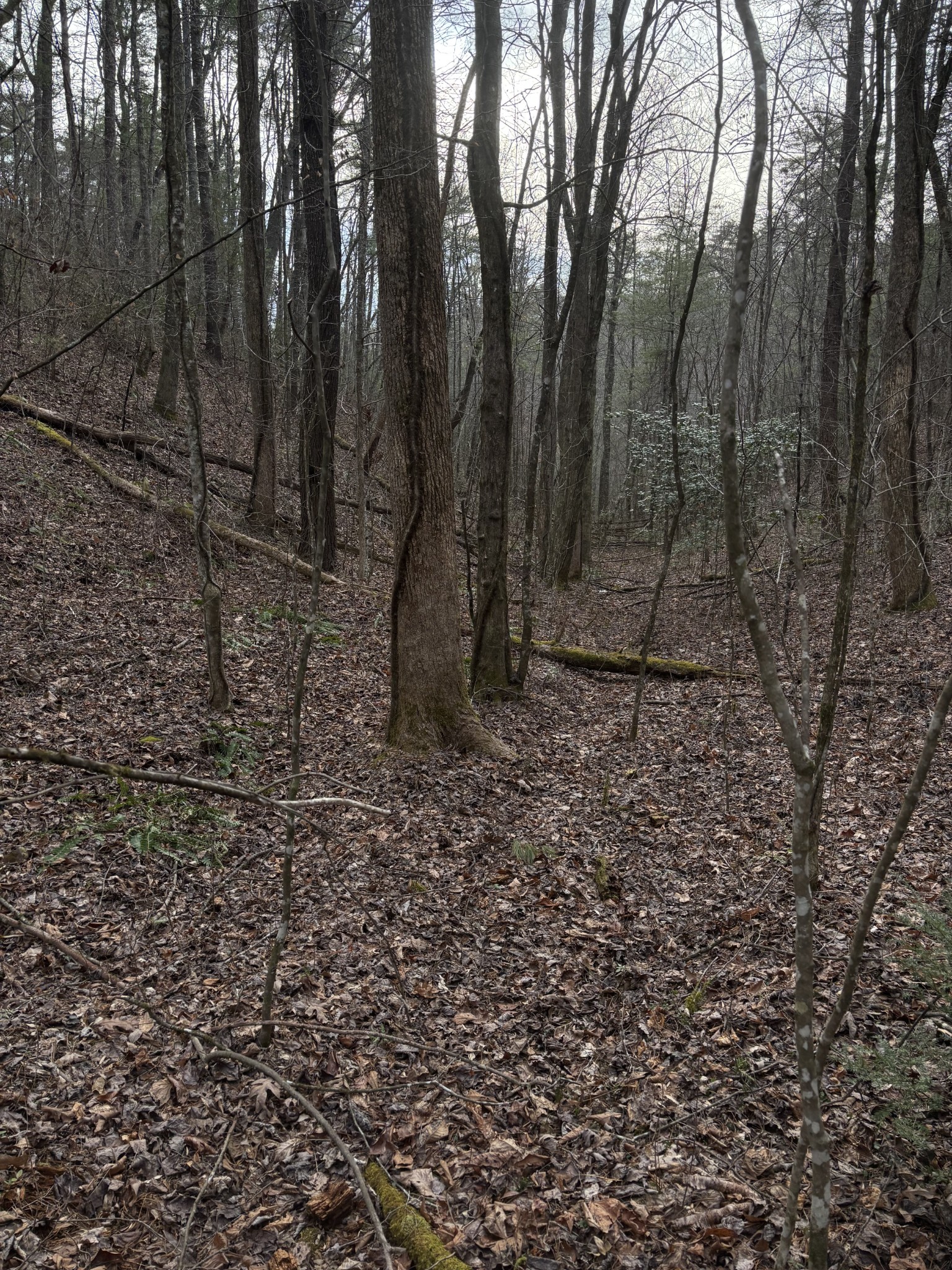 0 Maple Springs Road Tellico Plains TN 37385